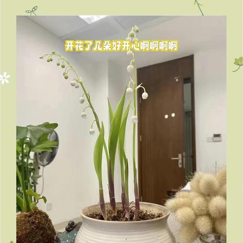 铃兰的养护攻略是什么？