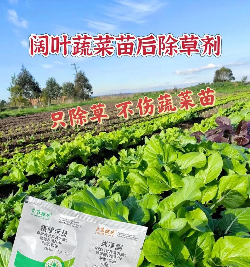 结果类蔬菜苗期管理的四项措施是什么？