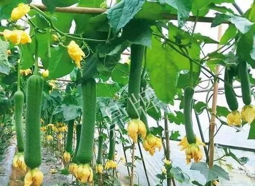 结果类蔬菜苗期管理的四项措施是什么？