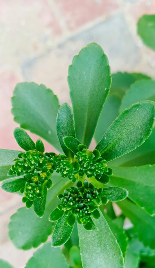 哪些植物是超省心的低维护植物？