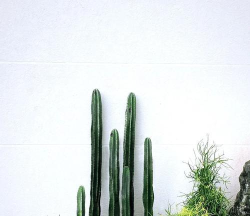 哪些植物是超省心的低维护植物？