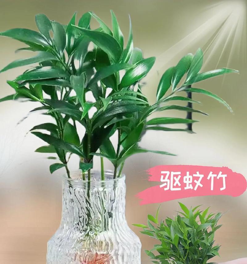 水培竹的养护要点有哪些？