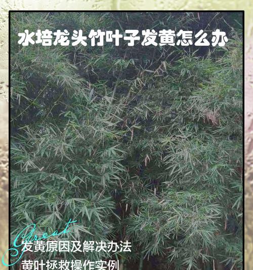 水培竹的养护要点有哪些？