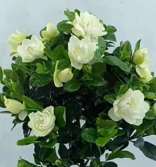 栀子花的正确花期是什么时候？