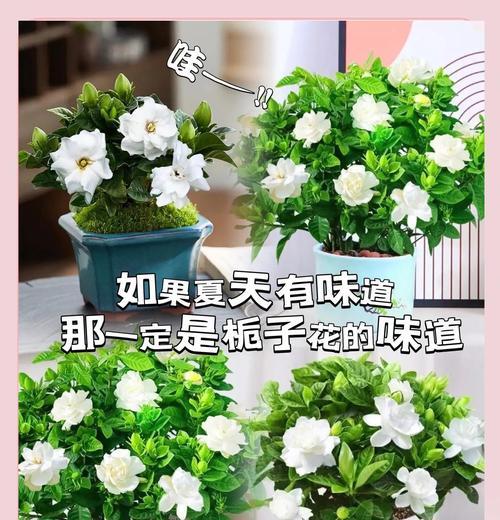 栀子花的正确花期是什么时候？