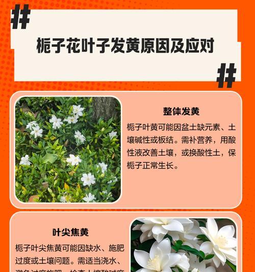 花卉黄叶是什么原因？如何解决？