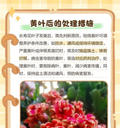 花卉黄叶是什么原因？如何解决？
