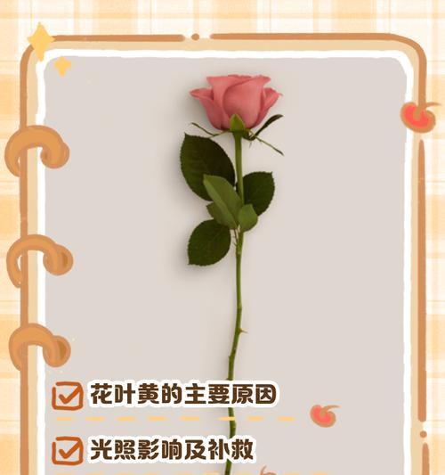 花卉黄叶是什么原因？如何解决？