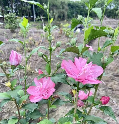 木槿花养护有哪些秘诀？