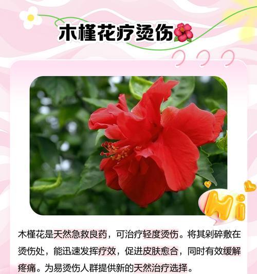 木槿花养护有哪些秘诀？