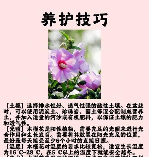 木槿花养护有哪些秘诀？
