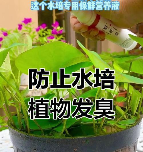 植物黄叶了怎么补救？