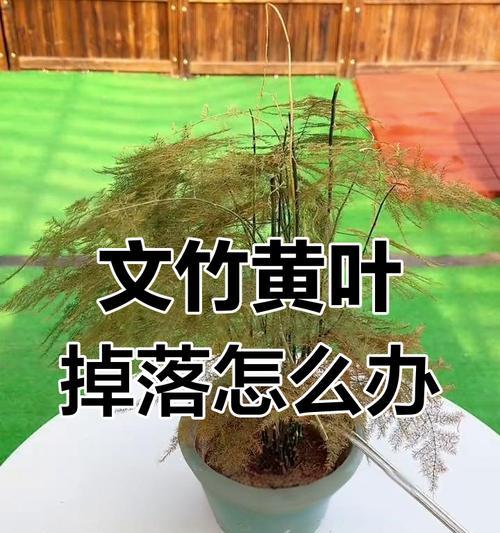 植物黄叶了怎么补救？