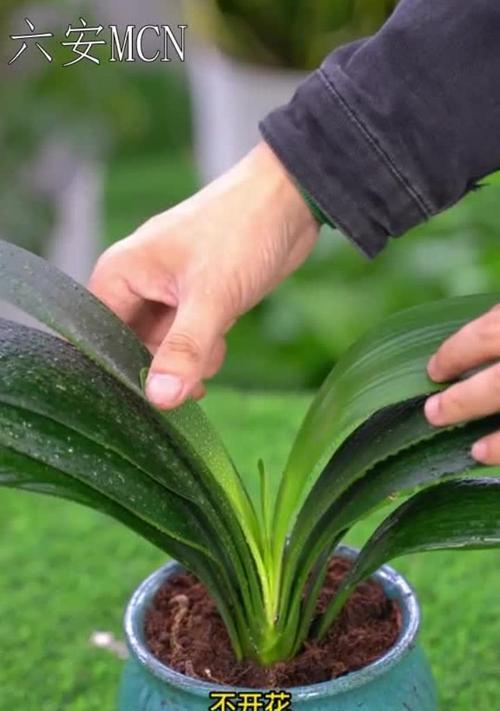 植物黄叶了怎么补救？
