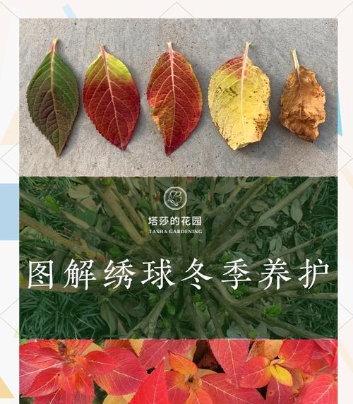 绣球花养护有哪些秘诀和技巧？