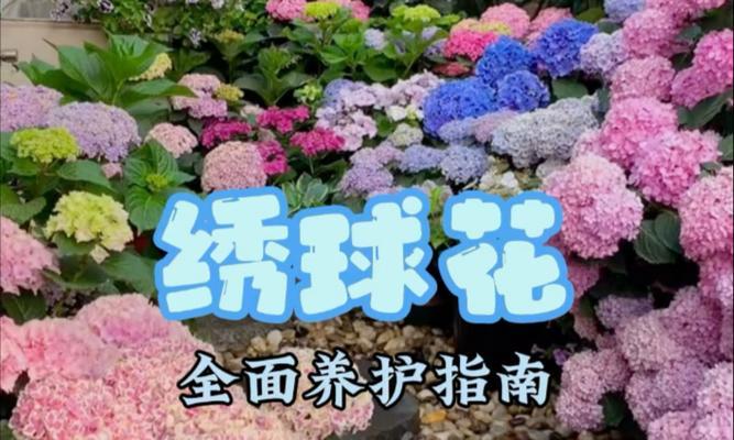 绣球花养护有哪些秘诀和技巧？