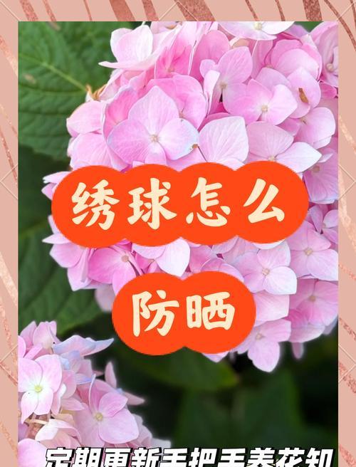 绣球花养护有哪些秘诀和技巧？