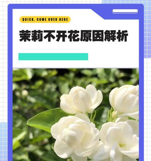 非洲茉莉不开花是什么原因？