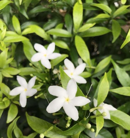 非洲茉莉不开花是什么原因？