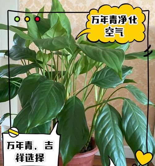 如何进行水培万年青？