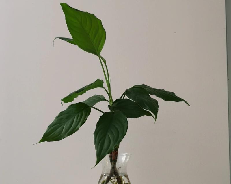 如何进行水培万年青？