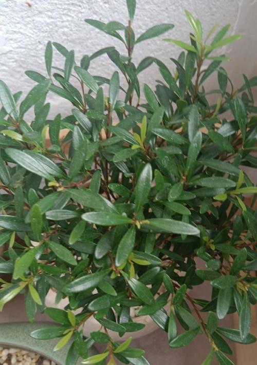 绿色植物如何贡献于生态？