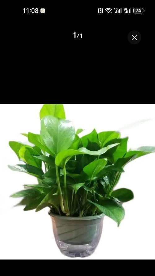 绿色植物如何贡献于生态？