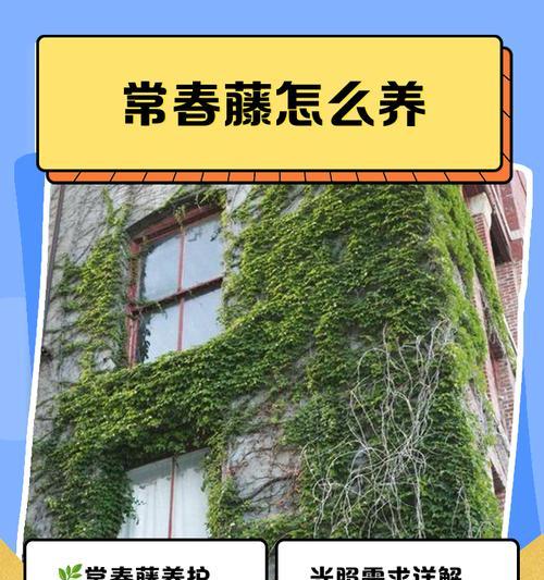常春藤如何养殖？
