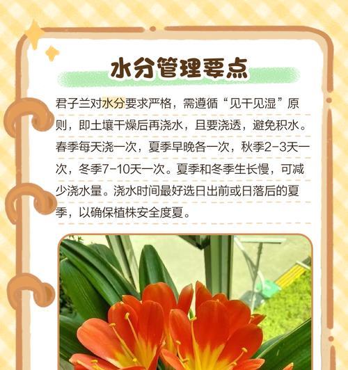 君子兰休眠期如何养护？