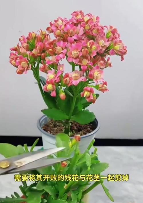 长寿花修剪和养护技巧是什么？
