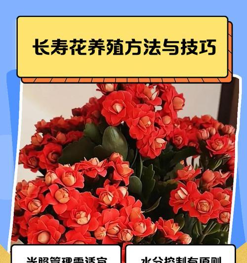 长寿花修剪和养护技巧是什么？