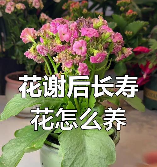 长寿花修剪和养护技巧是什么？