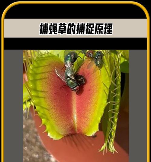 捕蝇草有哪些特点？