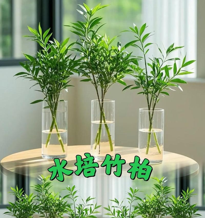水竹水生植物如何水培？
