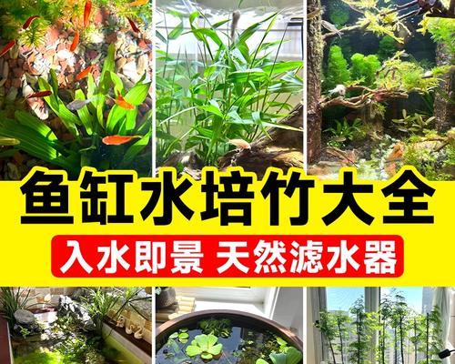 水竹水生植物如何水培？