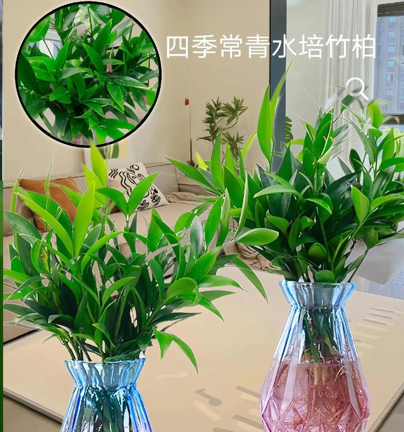 水竹水生植物如何水培？