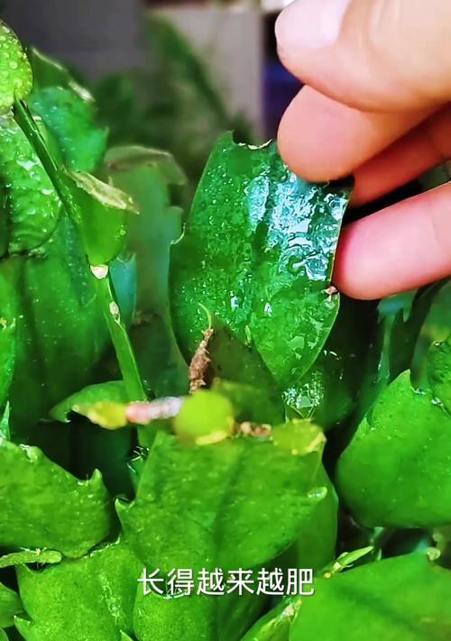 蟹爪兰的最佳肥料是什么？如何正确施肥？