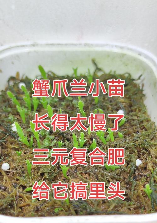 蟹爪兰的最佳肥料是什么？如何正确施肥？