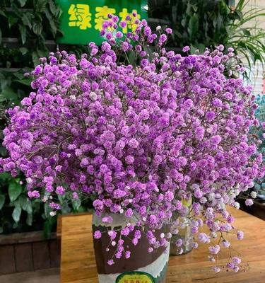 满天星是否含有花粉？繁殖的秘密是什么？