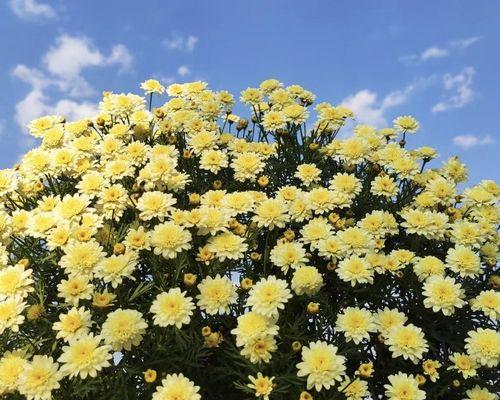 雏菊的开花时间是什么时候？花期在几月份？