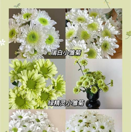 雏菊的开花时间是什么时候？花期在几月份？
