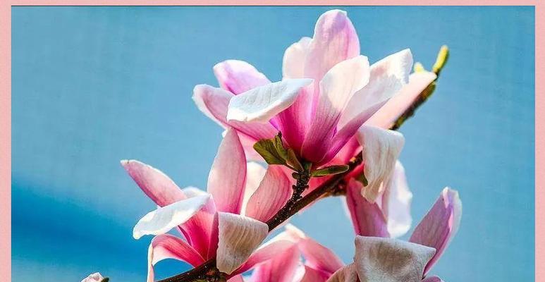 粉色玉兰花在春天如何绽放？美丽如初的秘密是什么？