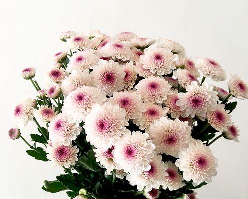 雏菊如何用于插花艺术？魅力何在？