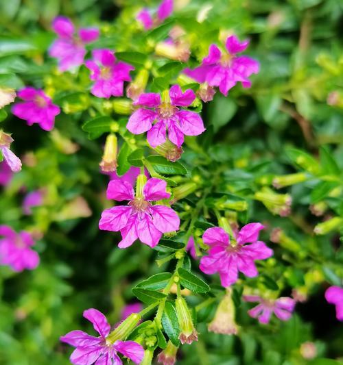 满天星如何持续开花一个多月？需要施肥吗？