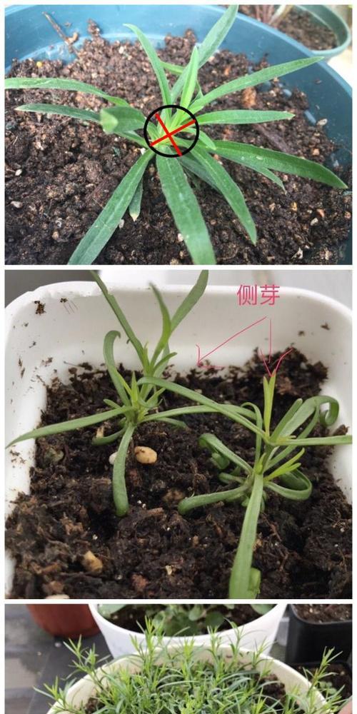 满天星如何持续开花一个多月？需要施肥吗？