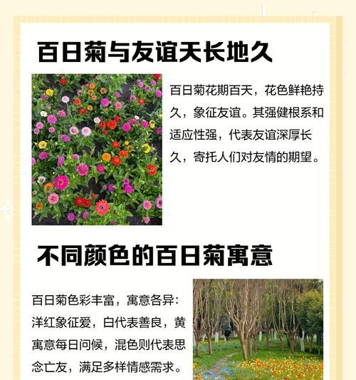 百日草与百日菊的区别是什么？