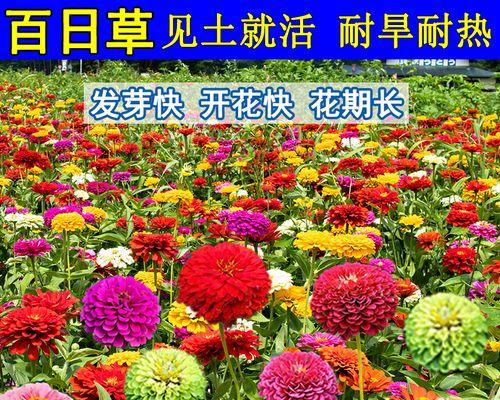 百日草与百日菊的区别是什么？