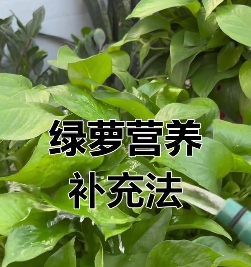 绿萝的养护秘籍大公开！如何两个月变身“绿藤精灵”？
