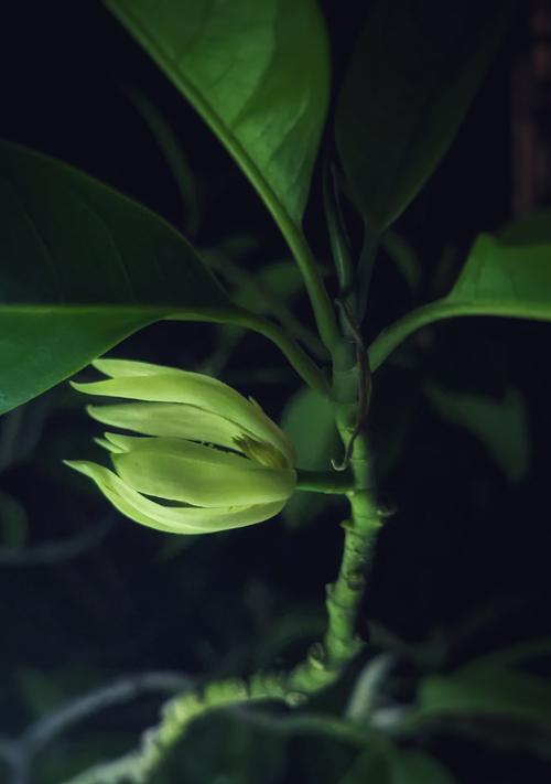 玉兰花期有多长？影响因素有哪些？