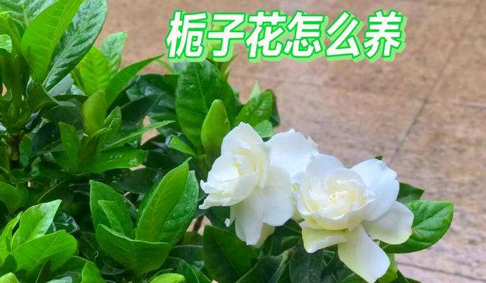 栀子花的正确养护方法是什么？